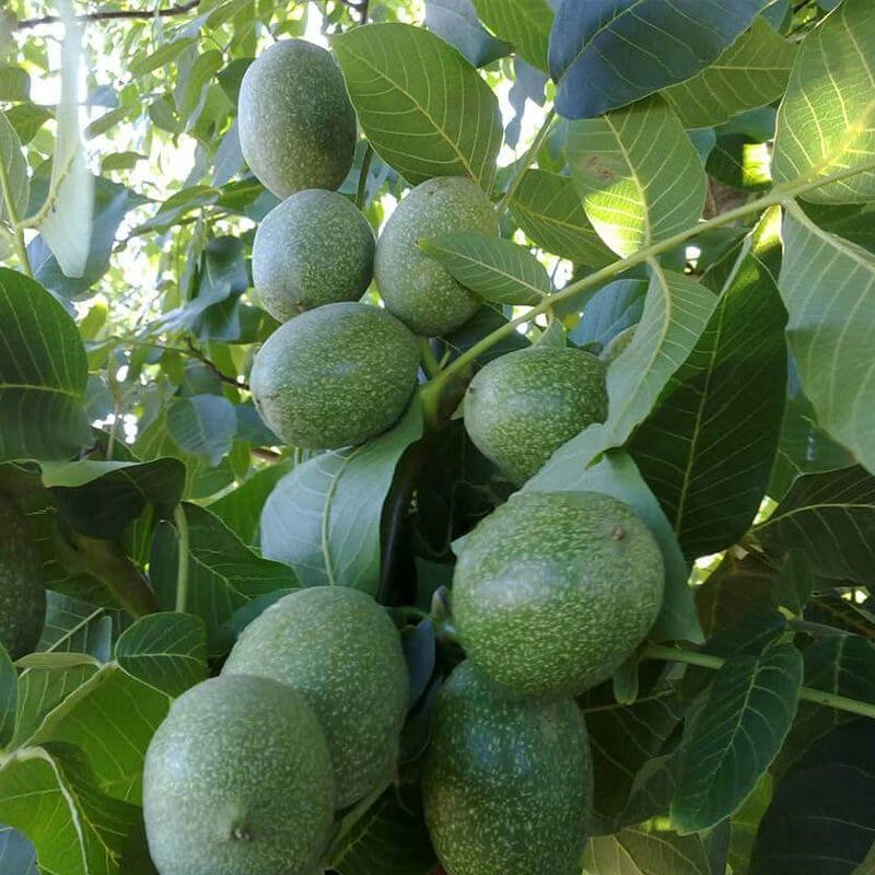 Franquette Pollinizer Walnut